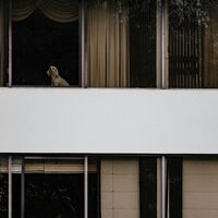 España se está llenando de edificios con mascotas. La Ley de Propiedad Horizontal aclara qué hacer cuando causan molestias