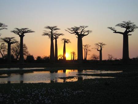 baobabs