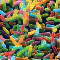 La clave para nuestra humanidad no está en la genética, sino en la microbiología