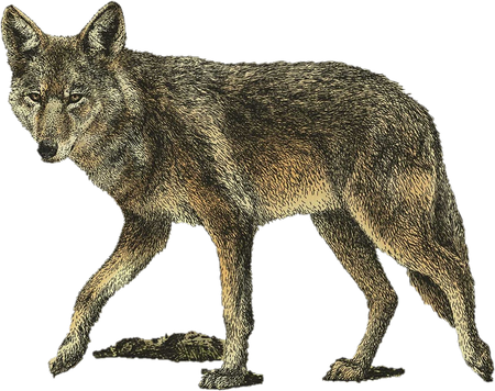 Coyote