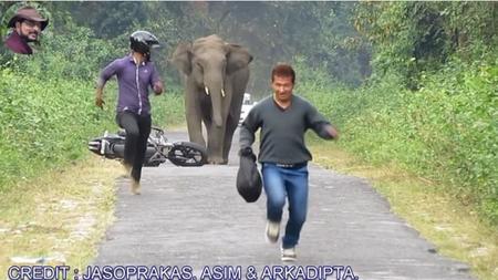 El elefante vuelve al ataque