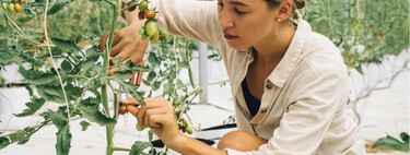 Así se poda una tomatera para obtener unos frutos “bien grandes”, según este horticultor 