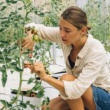 Así se poda una tomatera para obtener unos frutos “bien grandes”, según este horticultor 