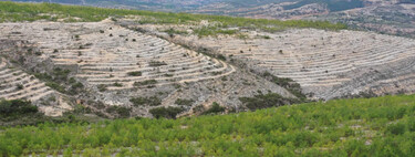 En los años 2000, este pueblo de Oaxaca era desierto y no tenían nada que cuidar. 20 años después, tienen un bosque de 20 mil hectáreas 