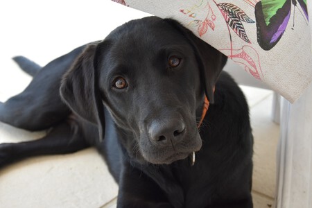 Un labrador retriever de color negro