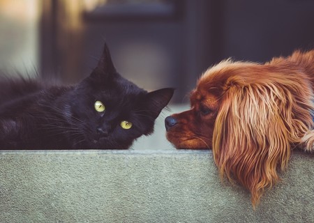 Tus mascotas también pueden donar sangre y ésta es importante para salvar a otras mascotas