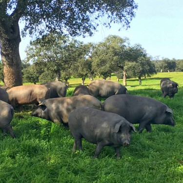 Guijuelo empezará a vender jamones con cerdos ibéricos al 50% y provoca una guerra con Jabugo o Pedroches: "Es un engaño"