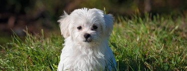 Si tienes un perro de raza pequeña, cuidado con la enfermedad de la válvula mitral cuando se hacen mayores