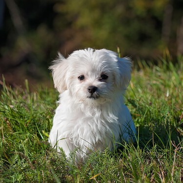 Si tienes un perro de raza pequeña, cuidado con la enfermedad de la válvula mitral cuando se hacen mayores