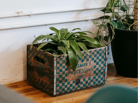 Caja de madera como maceta amplia.
