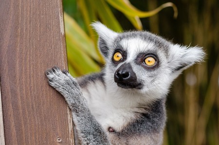 Lemur 1045220 960 720