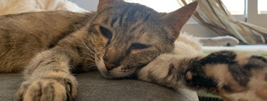 Por qué es tan importante ofrecerse como casa de acogida para perros y gatos 