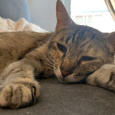 Por qué es tan importante ofrecerse como casa de acogida para perros y gatos 