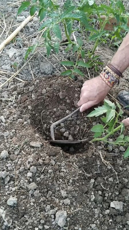 tomatera