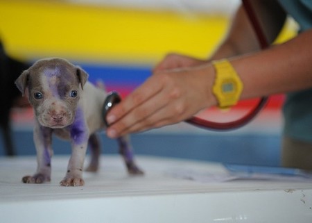 Diagnostica la salud de tu mascota con tu smartphone