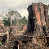 Tarde demais? Cientistas alertam que o planeta está prestes a ultrapassar limites climáticos irreversíveis