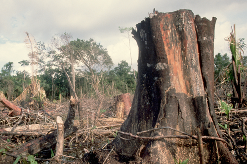 Getty Images/Kevin Schafer