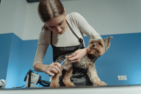 Sesión de peluquería canina