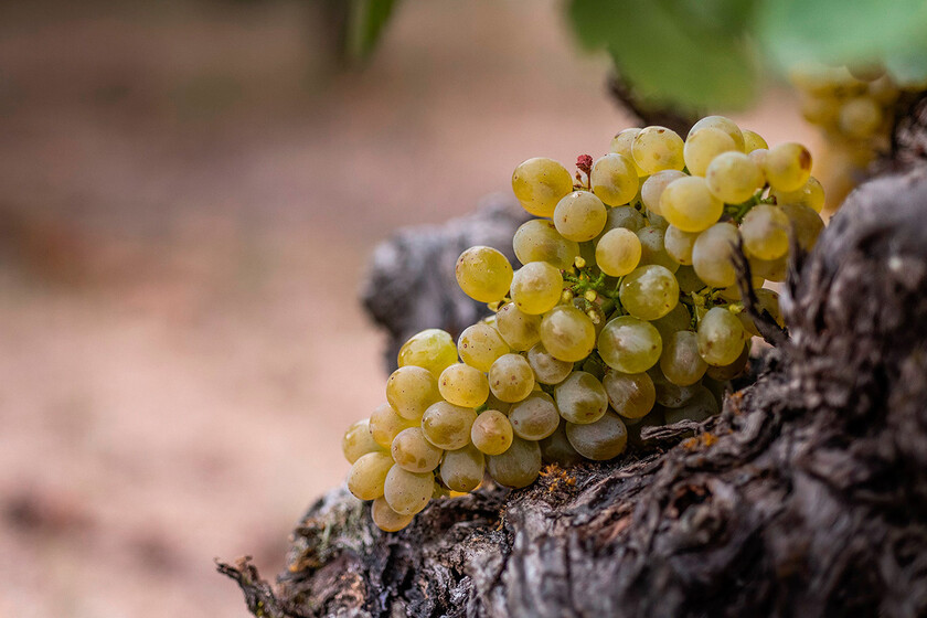 Godello