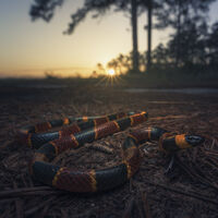 Tem um motivo científico: se um dia você se deparar com esses tipos de cobra, vire o rosto imediatamente 