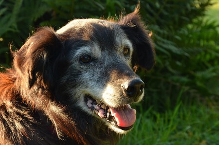 Cuidados Del Perro Anciano