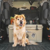 Recomendaciones para viajar en coche con mascotas de forma segura y evitar multas esta Semana Santa