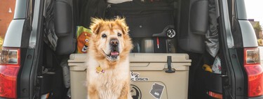 Recomendaciones para viajar en coche con mascotas de forma segura y evitar multas esta Semana Santa