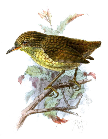 Xenicusinsulariskeulemans