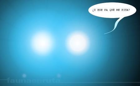 fauna en ruta: los sin luces