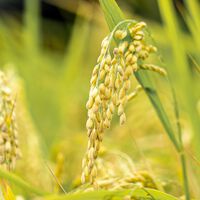 Um El Niño severo poderia ameaçar alimento essencial para ao menos metade da humanidade — e basicamente todo o Brasil 