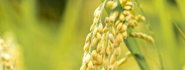 Um El Niño severo poderia ameaçar alimento essencial para ao menos metade da humanidade — e basicamente todo o Brasil 