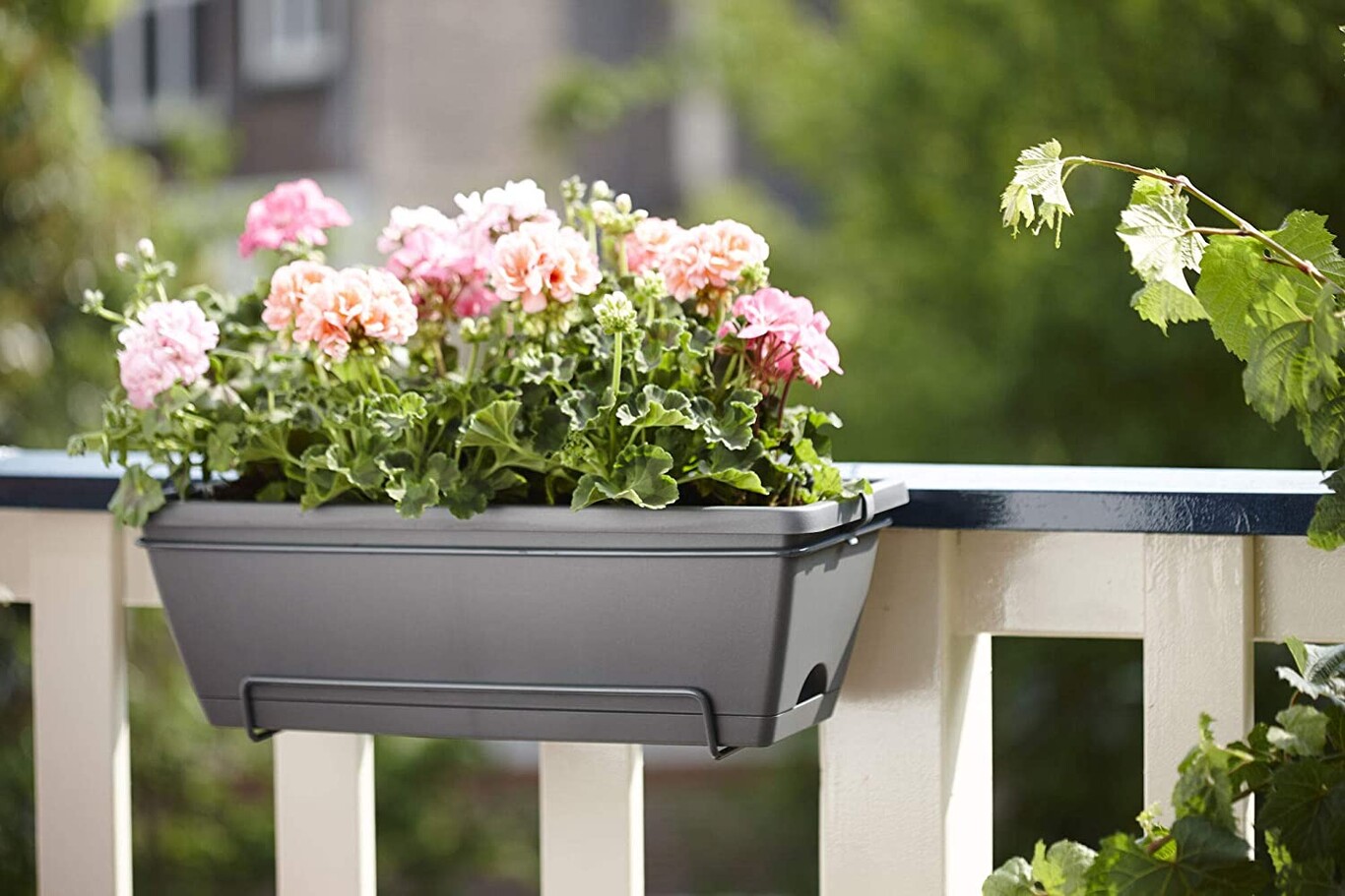 Pon a punto tu terraza o balcón con estas 7 plantas para dar color al otoño
