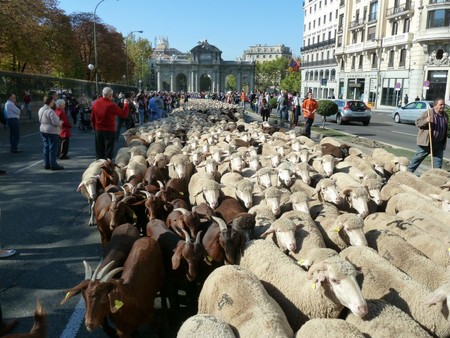 Fiesta De La Trashumancia 2