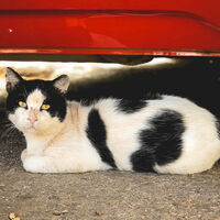 A veces los gatos buscan refugio en los coches: qué hacer si te encuentras con uno atrapado en el motor