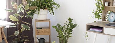 Hoy han llegado a Lidl cuatro plantas pequeñas, súper resistentes y fáciles de cuidar por menos de cinco euros