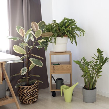 Hoy llegan a Lidl cuatro plantas pequeñas, súper resistentes y fáciles de cuidar por menos de cinco euros