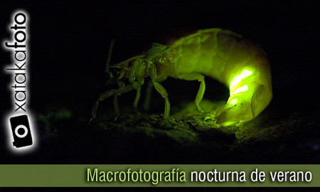 Macrofotografía nocturna en verano