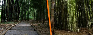 No es Japón, es Veracruz: en México existe un bosque de bambú, donde podrás caminar y fotografiarte
