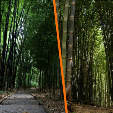 No es Japón, es Veracruz: en México existe un bosque de bambú, donde podrás caminar y fotografiarte
