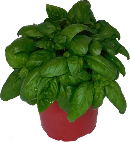 albahaca