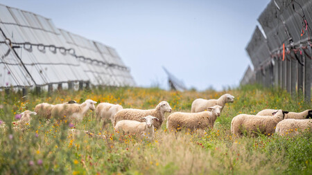 Imagens | American Solar Grazing Association (ASGA), AgriSolar Clearinghouse
