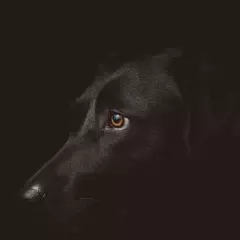 Foto 2 de 4 de la galería fondos-de-perros en Xataka Android