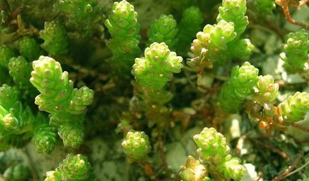 Utilizar plantas 'duras' es la opción más rentable