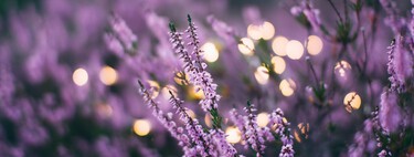 Estas son las plantas que tendrás que podar en octubre 