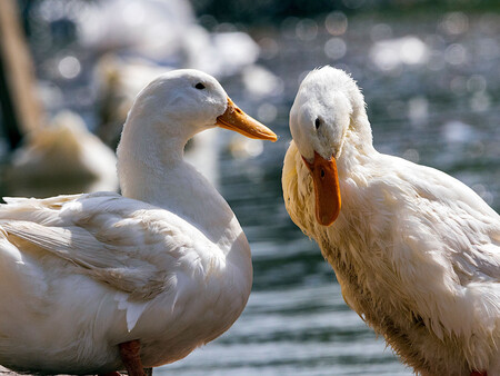 Patos 1