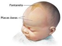 Qué son las fontanelas