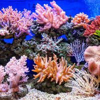 Descoberta inesperada em recifes de coral podem mudar a medicina como conhecemos 