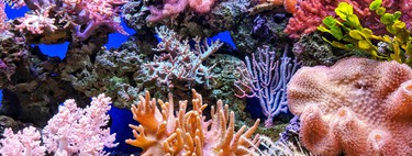 Descoberta inesperada em recifes de coral podem mudar a medicina como conhecemos 