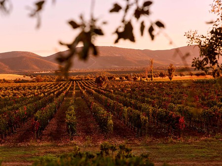 Vinedos En Otono De Dehesa Del Carrizal