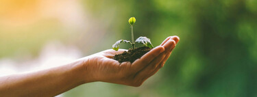 Qué plantas tenemos que sembrar en diciembre en nuestro huerto o jardín par tener una primavera fructífera
